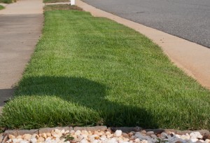 6 Weeks - Zenith Zoysia - Falls River
